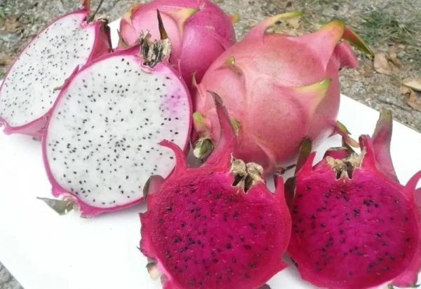 火龙果红心和白心区别图