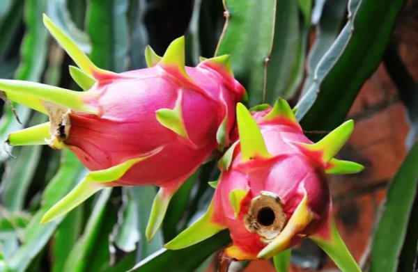 火龙果红心和白心区别图