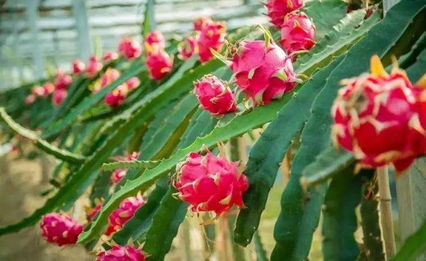 火龙果红心和白心区别图