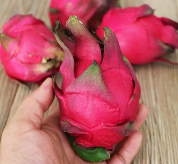 火龙果红心和白心区别图