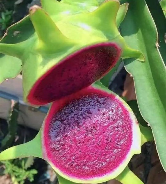 火龙果红心和白心区别图