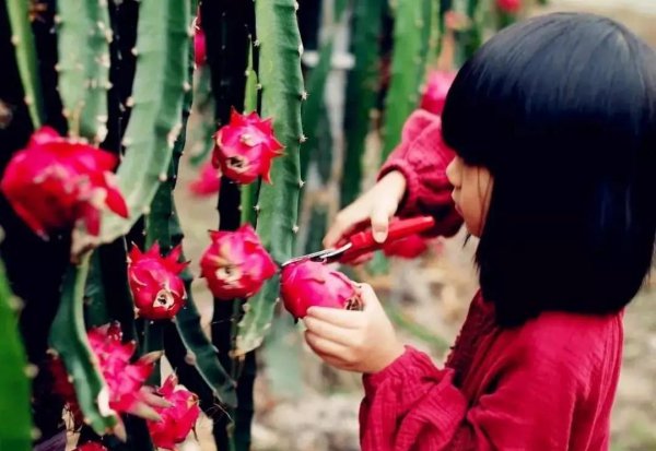 火龙果红心和白心区别图