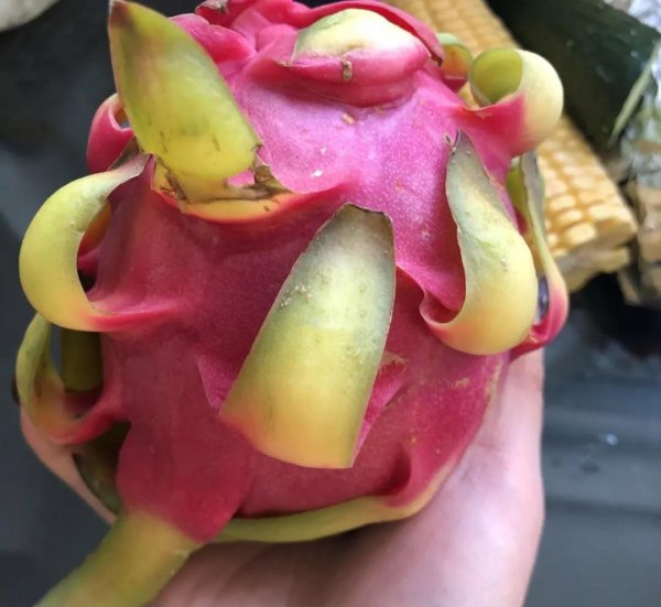 火龙果红心和白心区别图