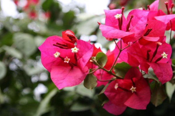 三角梅为什么不能种家里