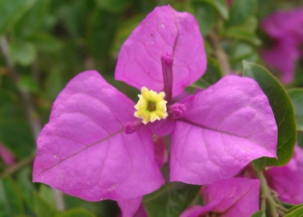 三角梅为什么不能种家里