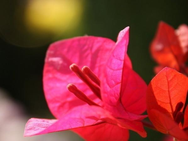 三角梅为什么不能种家里