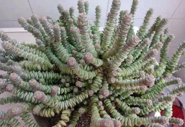 钱串多肉怎么上色造型好看