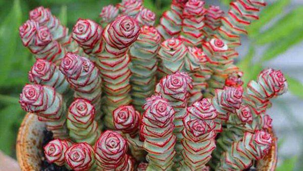 钱串多肉怎么上色造型好看