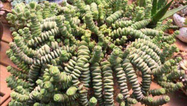 钱串多肉怎么上色造型好看