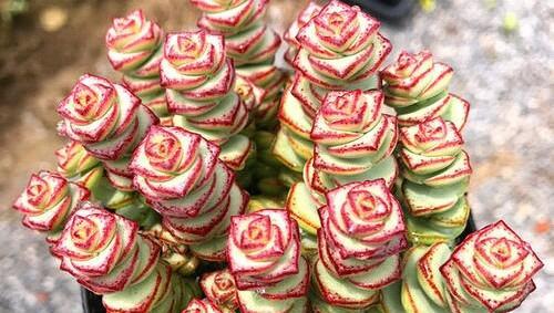 钱串多肉怎么上色造型好看