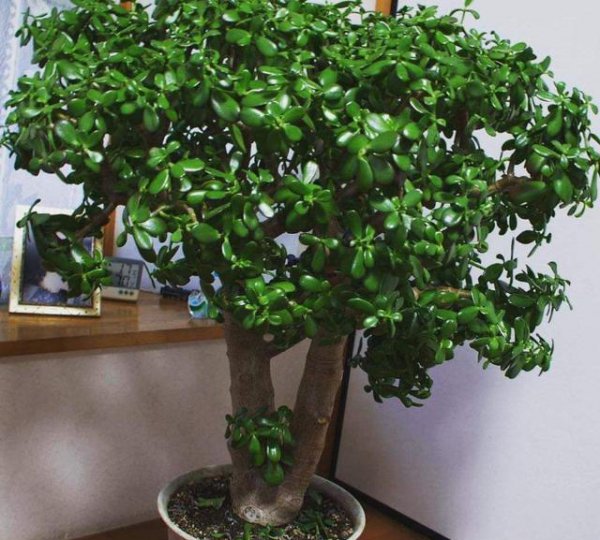 玉树叶片干瘪发软怎么办