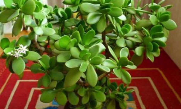 玉树叶片干瘪发软怎么办