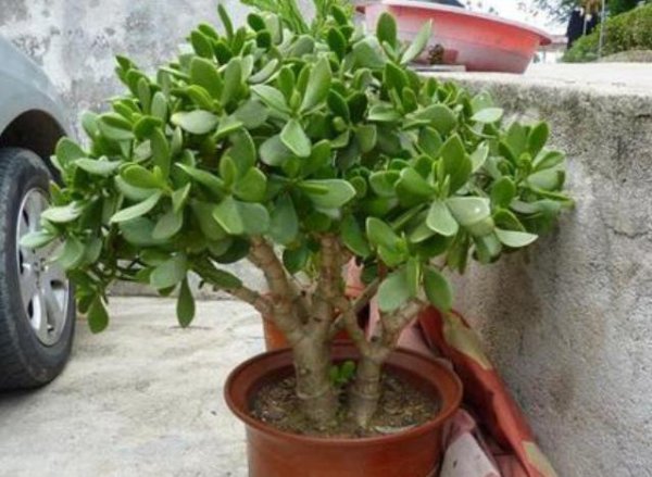 玉树叶片干瘪发软怎么办