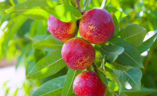 桃树怎样修剪枝条及图片