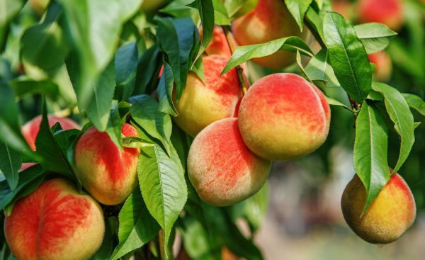 桃树怎样修剪枝条及图片