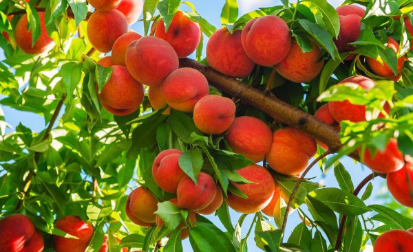 桃树怎样修剪枝条及图片