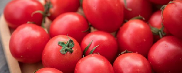 圣女果发芽了还可以吃吗