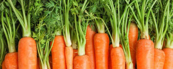 胡萝卜和白菜可以一起吃吗