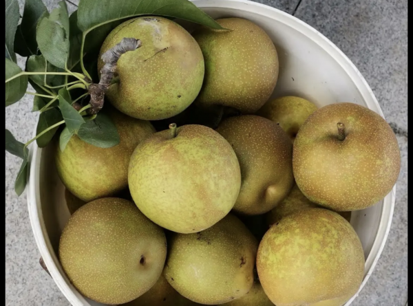 苏州有什么好玩的地方免费