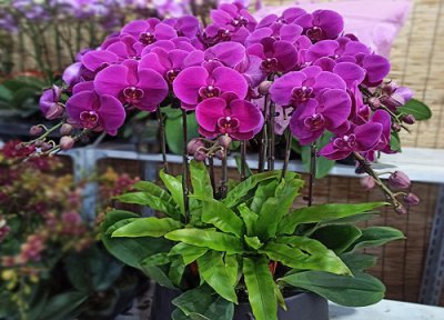 节后蝴蝶兰养护 七八月养护蝴蝶兰需要牢记的要点