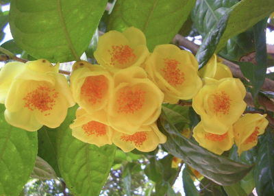 有植物熊猫之称的是什么 金花茶是国家一级保护植物