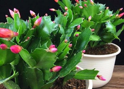 蟹爪兰花冬天怎么养 冬季如何养蟹爪兰复花更容易