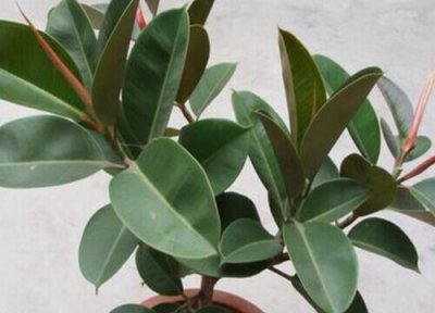 橡皮树喜水还是喜旱 橡皮树喜湿还是喜干旱