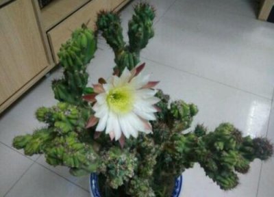 山影拳开花吗 在什么时候开花