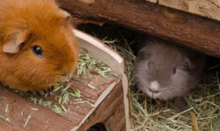 什么属相的人不能养仓鼠 哪个生肖不宜养仓鼠