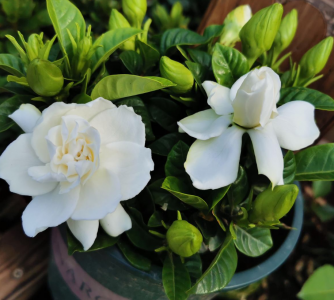 什么花香好闻又清香 室内这7种花香味好闻还好养