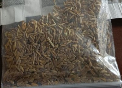 翠菊种子播种时间 翠菊种子什么时候播种最好