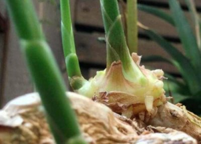 生姜栽种步骤 生姜怎么种植方法步骤