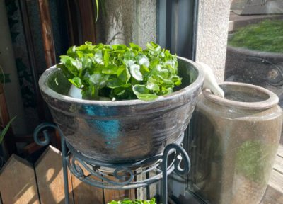 铜钱草怎样养? 如何栽种铜钱草能够养护的壮