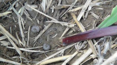 玉米二点委夜蛾如何防治 防治二点委夜蛾的特效药品