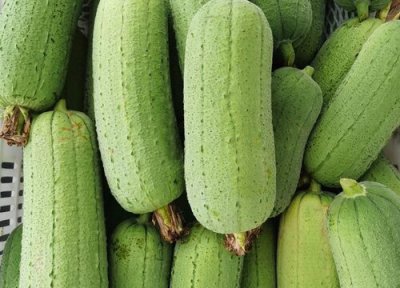 丝瓜种植技术 丝瓜种植技术与管理