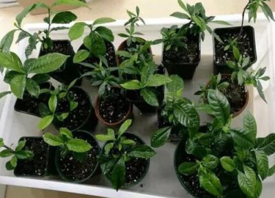 栀子花下山桩水培 罗汉栀子如何水培插枝