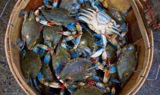 梭子蟹可以养殖吗 梭子蟹如何养殖