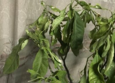 柠檬种植中常见病害 柠檬病虫害防治技术与方法措施