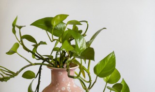 绿萝怎么换土 绿萝换土的方法