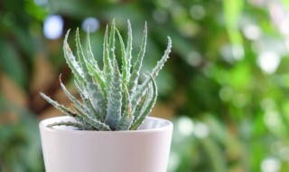 盆景枝叶怎么养才能旺盛 盆景枝叶如何养才能旺盛