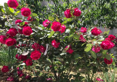 软香红月季优缺点特征 耐阴耐晒藤本软香红在广东长多高