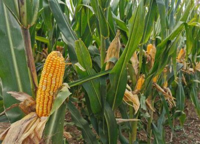 巡天1102玉米品种简介 巡天1102种子产量、价格