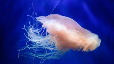 最大的海洋动物是什么 盘点海洋中那些巨大的生物