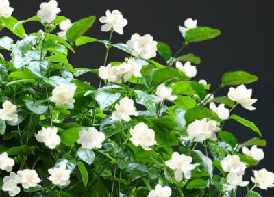 茉莉花旺长怎么办 茉莉花要怎么养护开得旺
