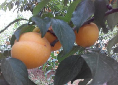 杏梅成熟时间 杏梅什么时候成熟