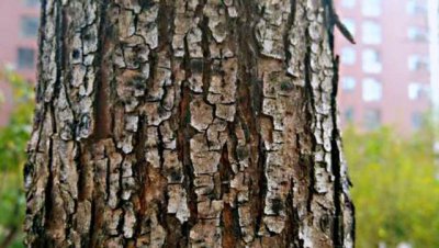 果树树杆裂缝是什么原因 果树树干的树皮开裂怎么处理