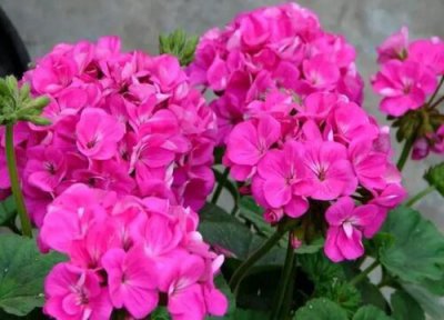 臭海棠花的养殖方法 臭海棠花的养殖方法和注意事项