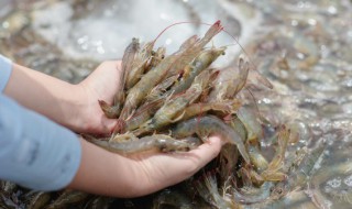 买来的新鲜虾不烧怎么保存 虾买回来不烧怎么保鲜