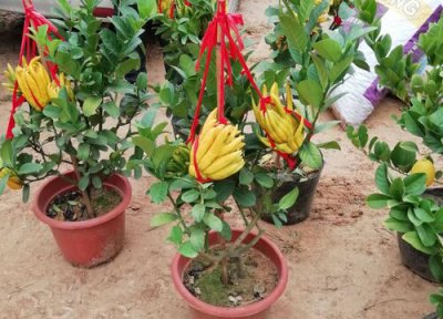 佛手的养殖方法和注意事项 盆栽佛手如何养护