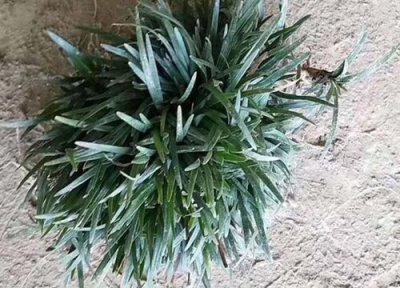 玉龙草和麦冬的区别 玉龙草是不是就是日本矮麦冬